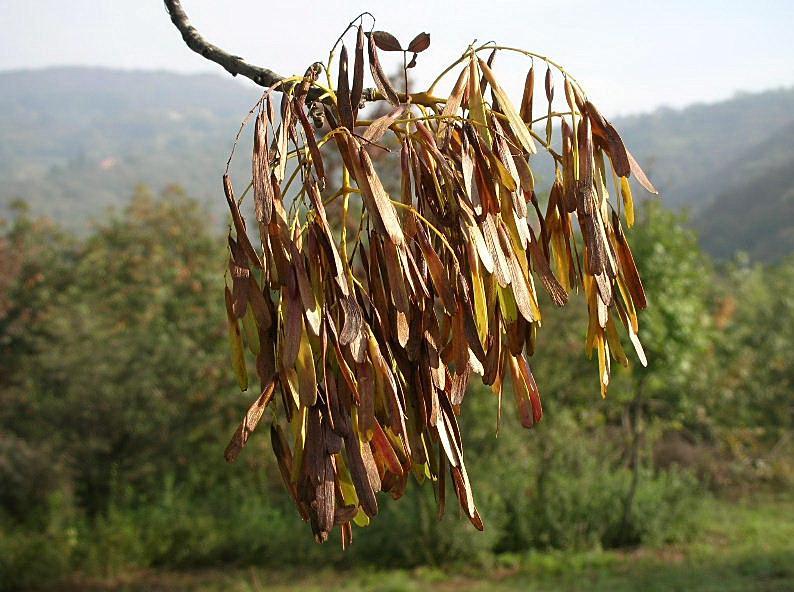 Fraxinus ornus / Orniello, Frassino da manna